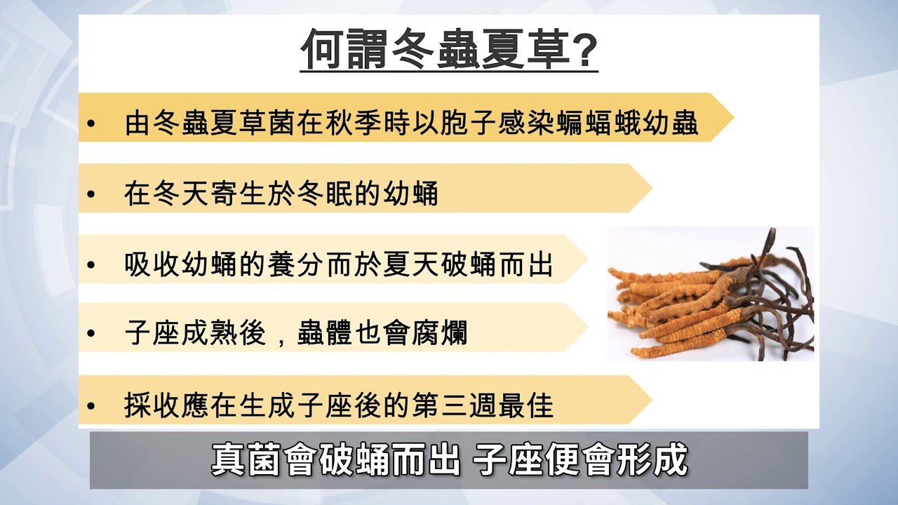 趣談中醫：「中藥之王」冬蟲夏草