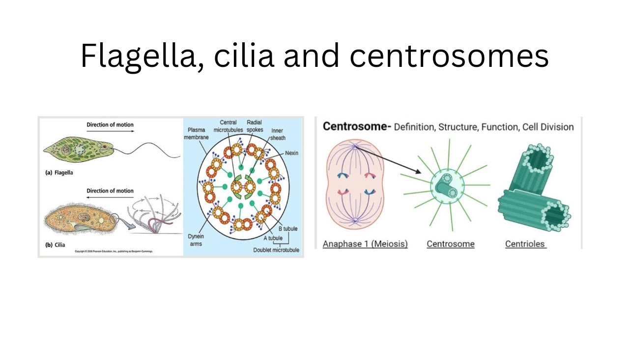 Flagella, cilia and centrosome book M.P. Kaushik explanation ll flagella, cilia and centrosome ll