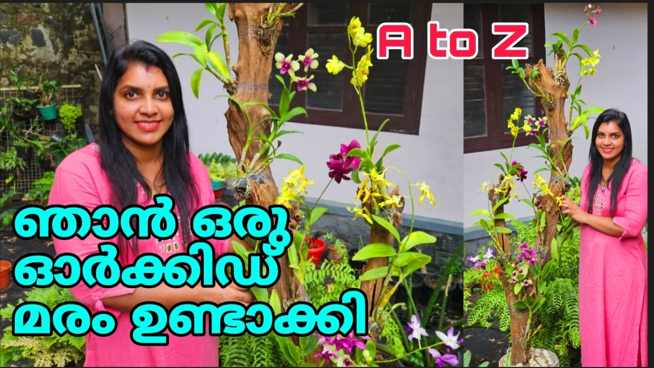 നമുക്കൊരു ഓർക്കിഡ് മരം ഉണ്ടാക്കിയാലോ ? | Dendrobium orchid tree making | Orchid gardening malayalam