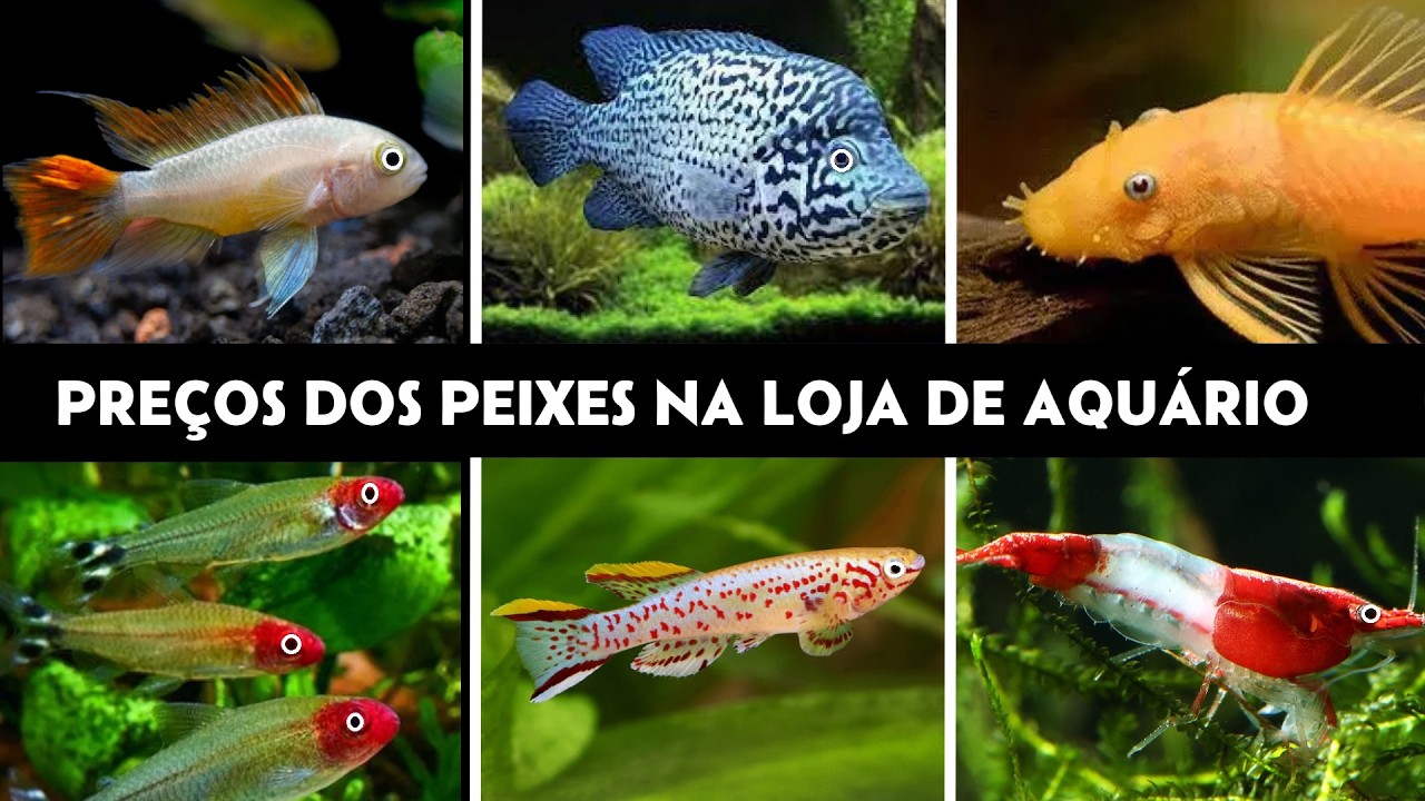 Preço de PEIXES de AQUÁRIO  - #aquario #aquarismobrasil