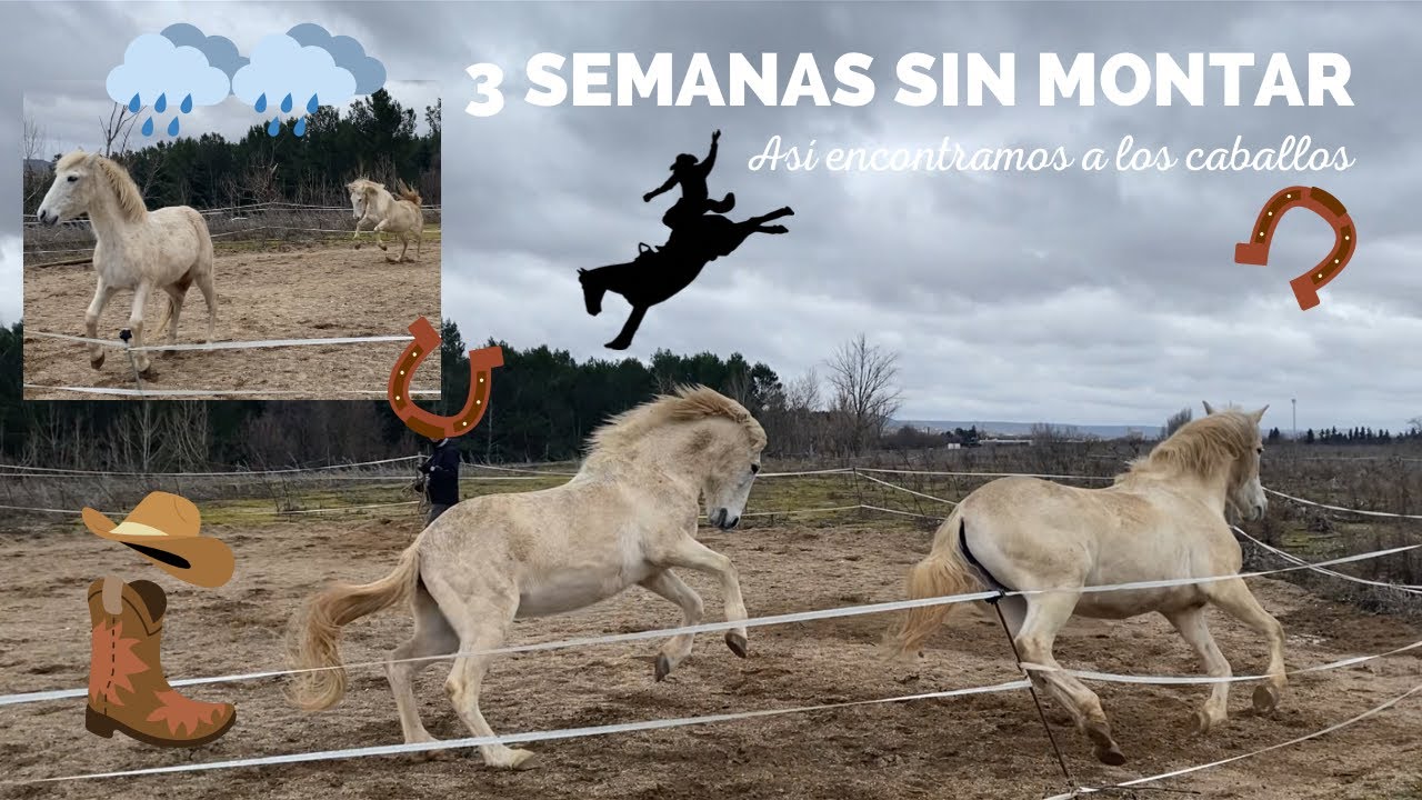 SOS! 3 SEMANAS SIN MONTAR y así están NUESTROS CABALLOS