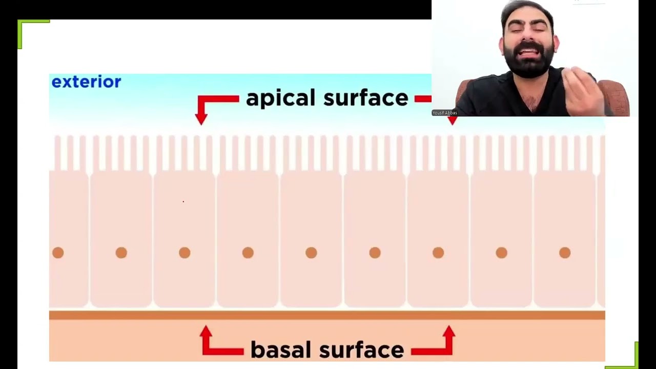 Lec 1-part 1-Histology-Hdtd-(Dr.yousif abbas)