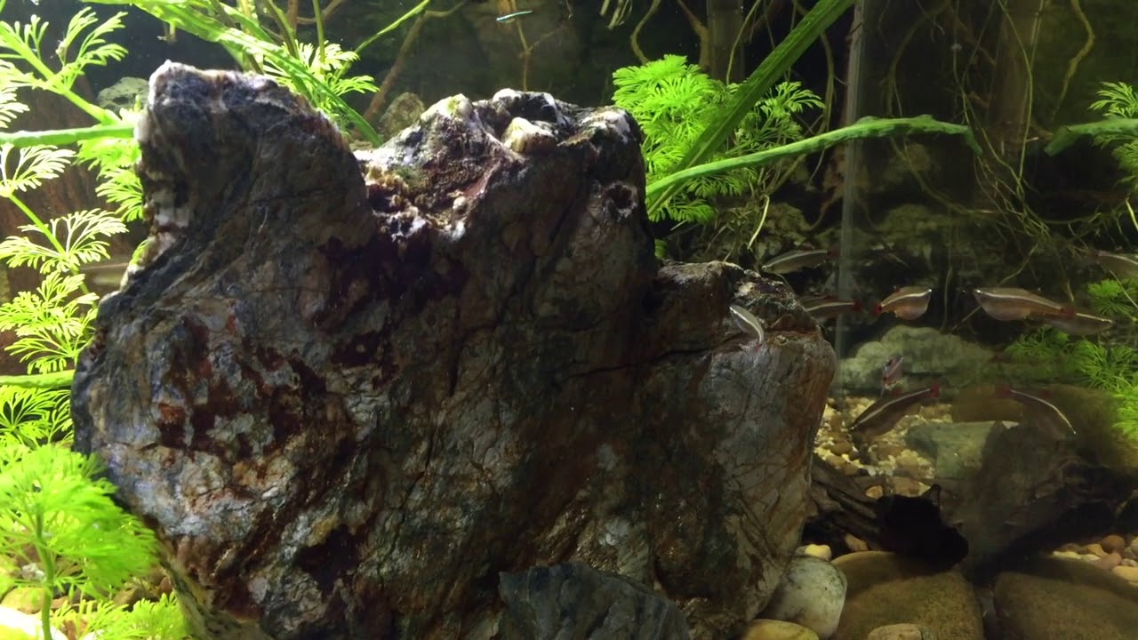 #84 Kardynałek Chiński, akwarium zimnowodne