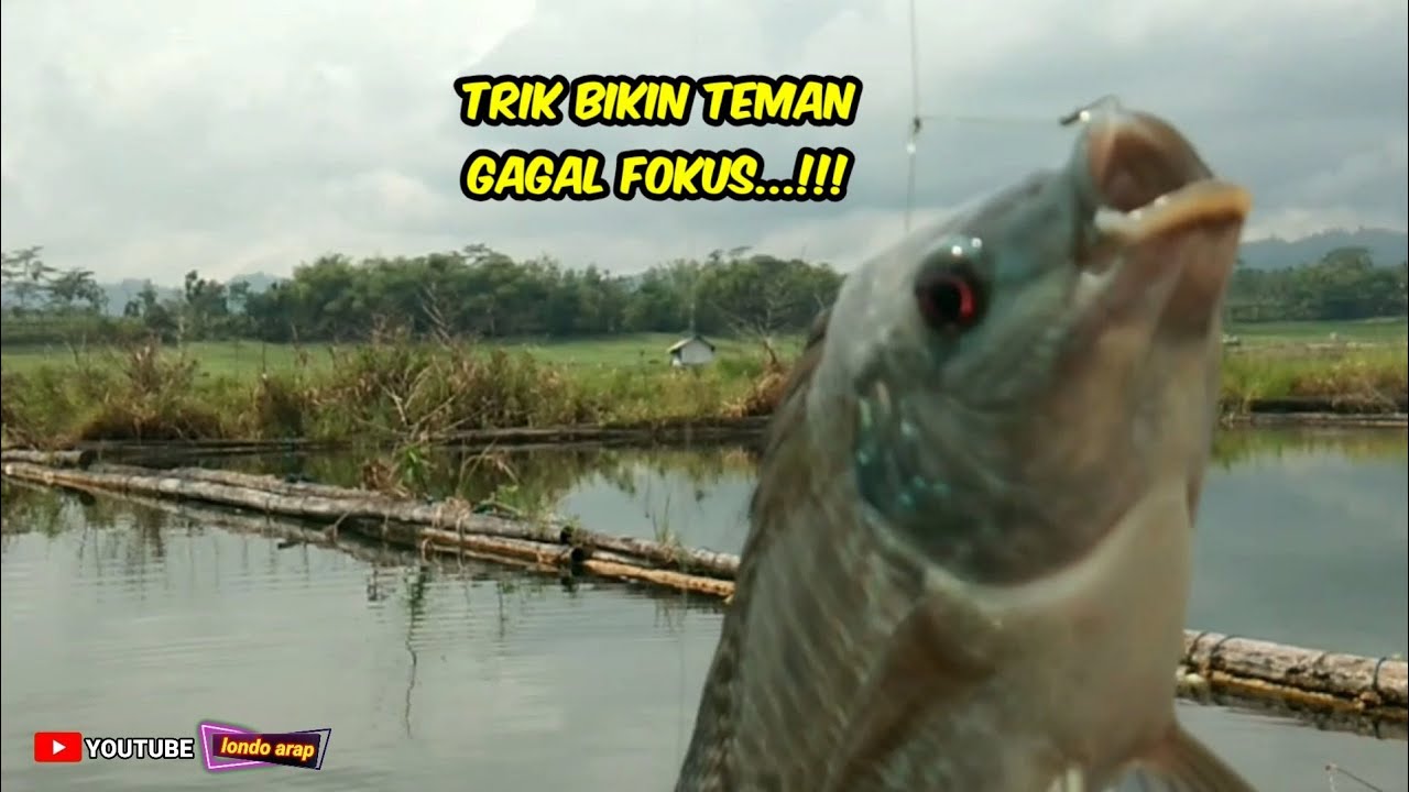 Full strek‼️ribuan ikan berkumpul auto panen‼️mancing liaran umpan lumut @londoarap3967
