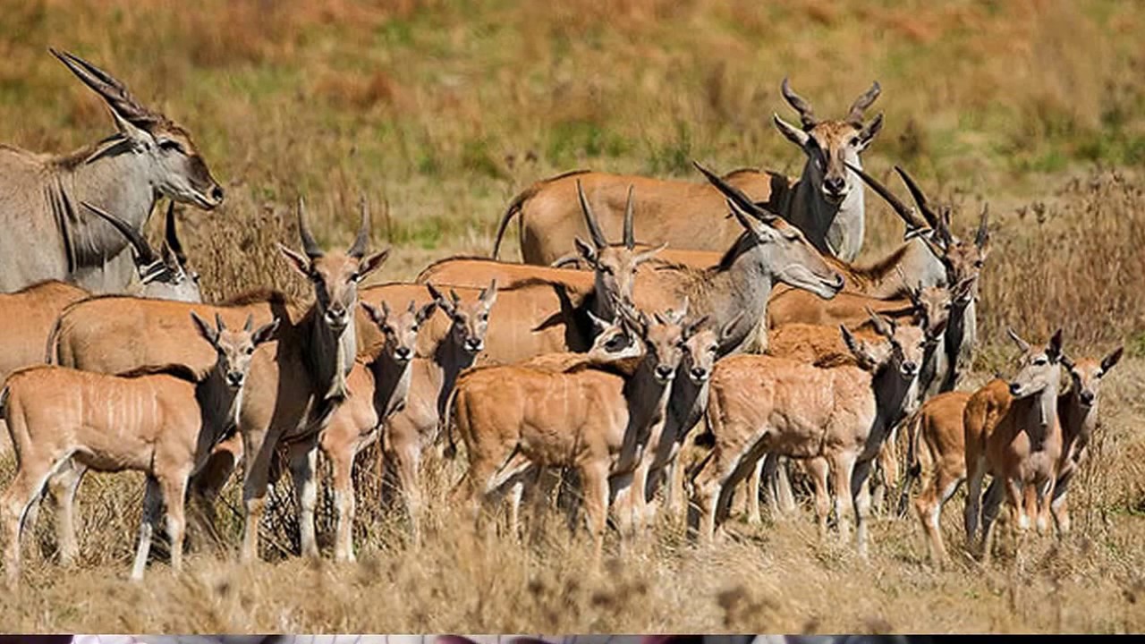 HERITAGEMONTH2017   KEMOHURUTSHENORENG