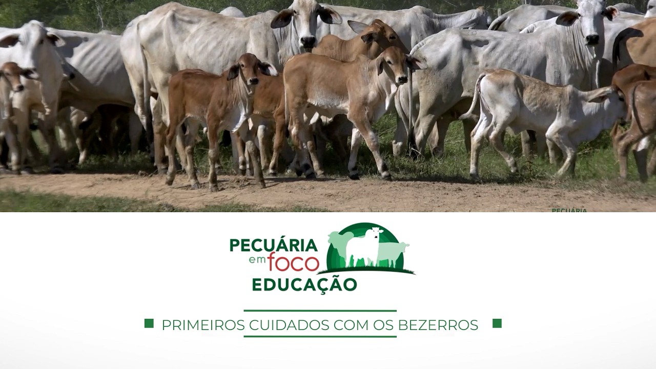 30 - PRIMEIROS CUIDADOS BEZERROS - PECUÁRIA EM FOCO EDUCAÇÃO