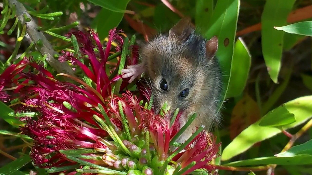 Safe Havens For Honey Possums