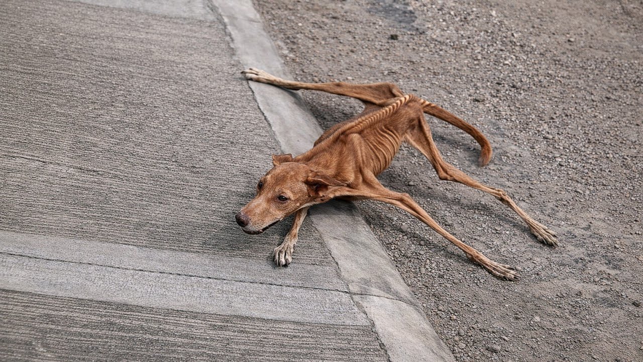 Her Back Bent From Hunger… And Tears Fell With the First Bite