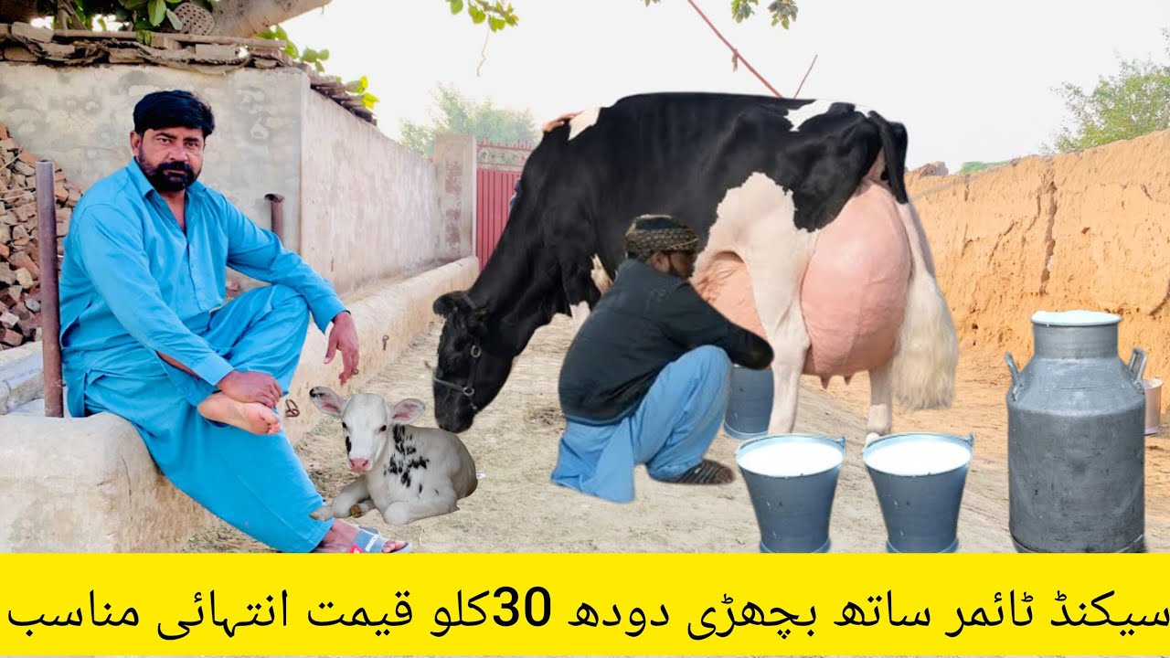Cholistani friesian cross cow | cholstani frizan cross cow | online cow milking | 30 January 2026