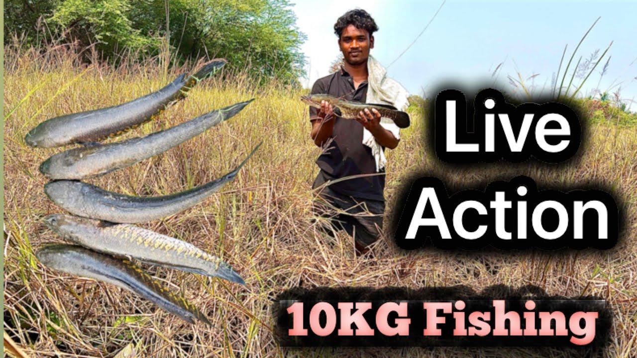 Fish | how to fishing | colour fish | snakehead fishing | fishing rod #fishingvideos #fishing #snake