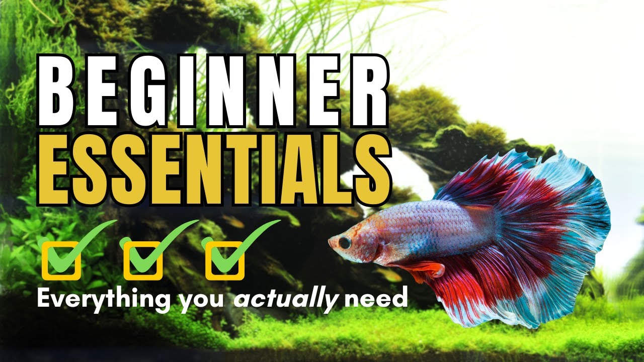 Beginner&rsquo;s Betta Fish Checklist: Store Walk-Through of Everything You Need