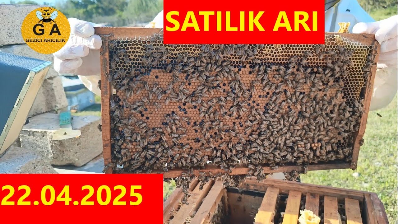 Bal akımı başladı ama Arıda yavru durumu güzel. Satılık arı