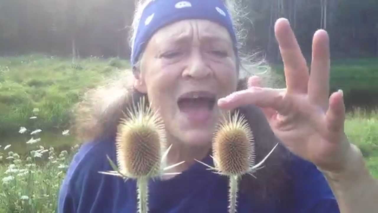 Teasel root may cure Lyme disease