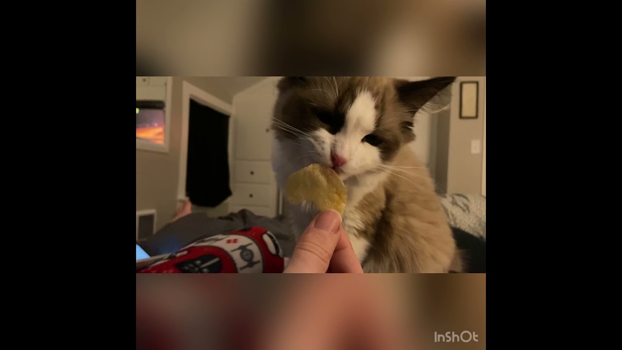 Ragdoll kitten eats vinegar chips