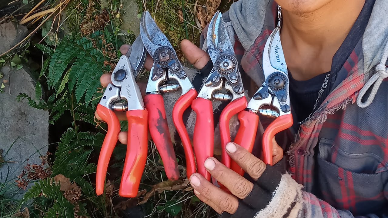 सेब 🍎के छोटे पौधों की 🤔किस तरह से करें कटिंग बागवान #pruning king root apple🍎for 4 year apple plant🌵