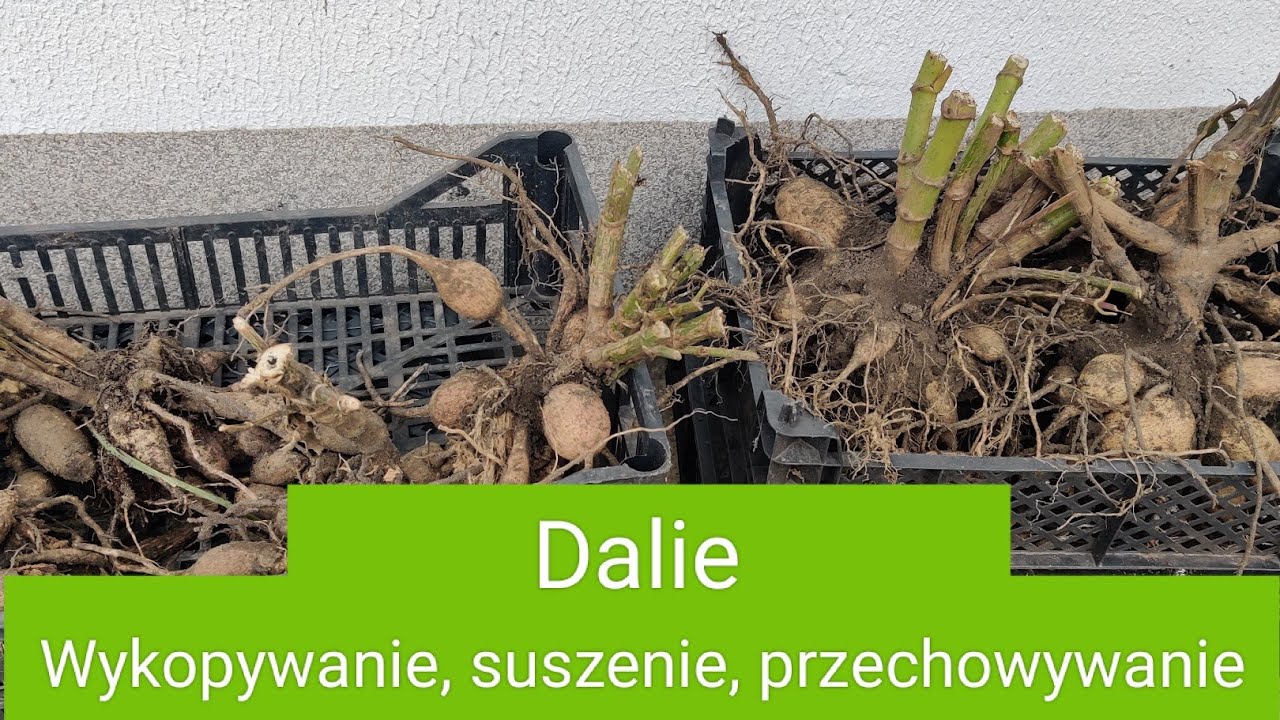 Dalie. Wykopywanie, suszenie, przechowywanie