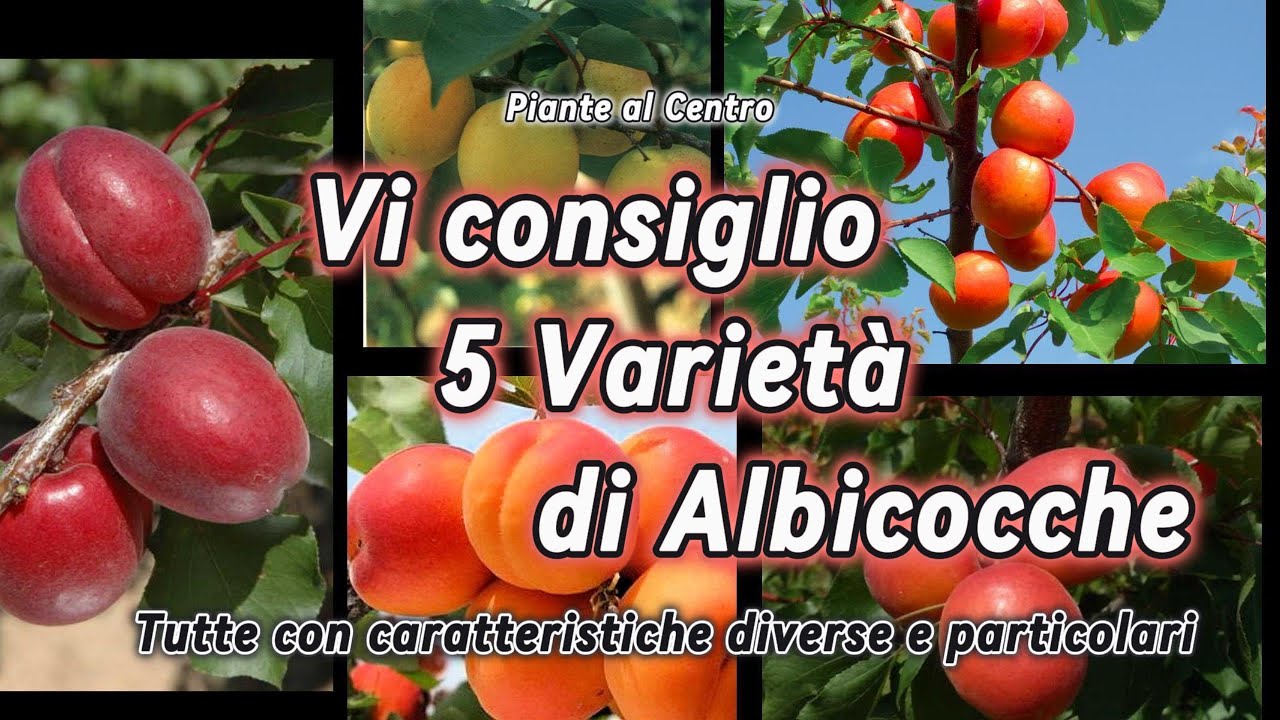 5 varietà di albicocco da piantare: Tutte con caratteristiche diverse