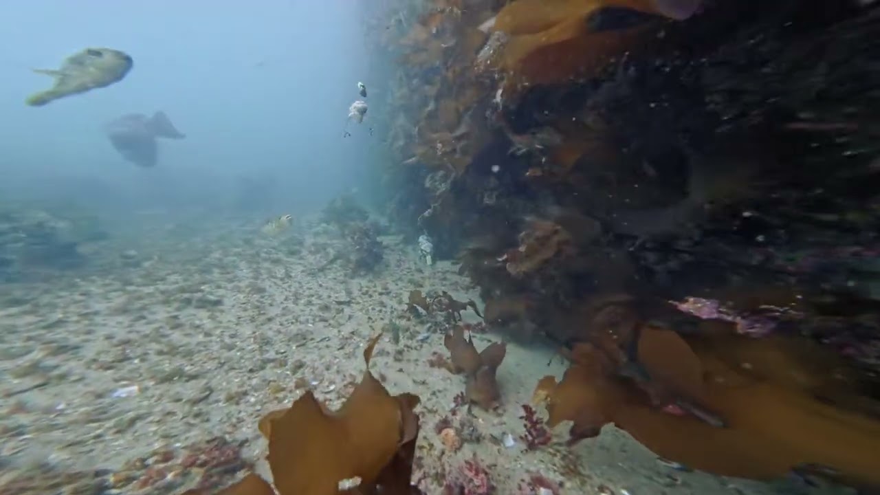 魚が居るのに餌を喰わない時のフグカットウ釣り水中映像