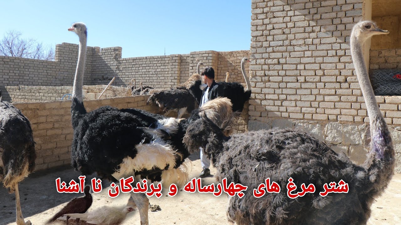 نوآوری در فارم تولید و پرورش شترمرغ جاغوری