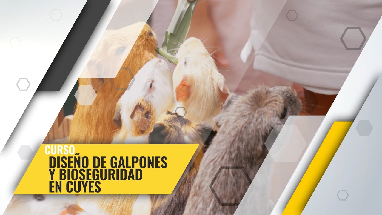 📚🎓 CURSO: DISEÑO DE GALPONES Y BIOSEGURIDAD EN CUYES 🐹📈