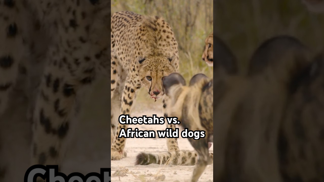 This cheetah family won't give up its meal easily. #wildlife #naturepbs #cheetah #wilddogs #pbs