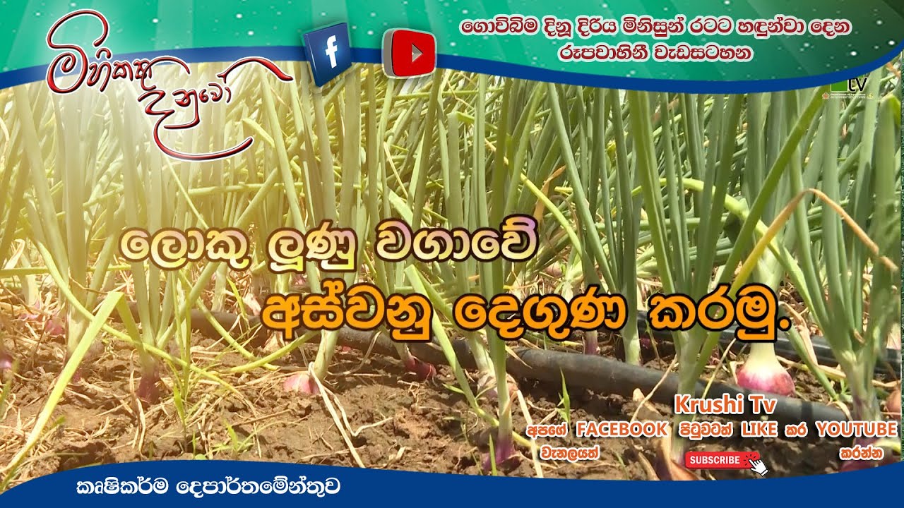 Mihikatha Dinuwo TV Program | ලොකු ලුණු වගාවේ අස්වැනු දෙගුණ කරමු | 2022-02-18 | Krushi Tv
