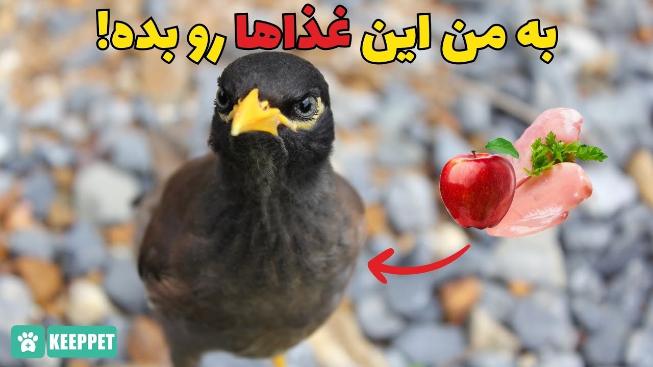 غذای مرغ مینا چیه؟ نکات مهم در مورد تغذیه مرغ مینا