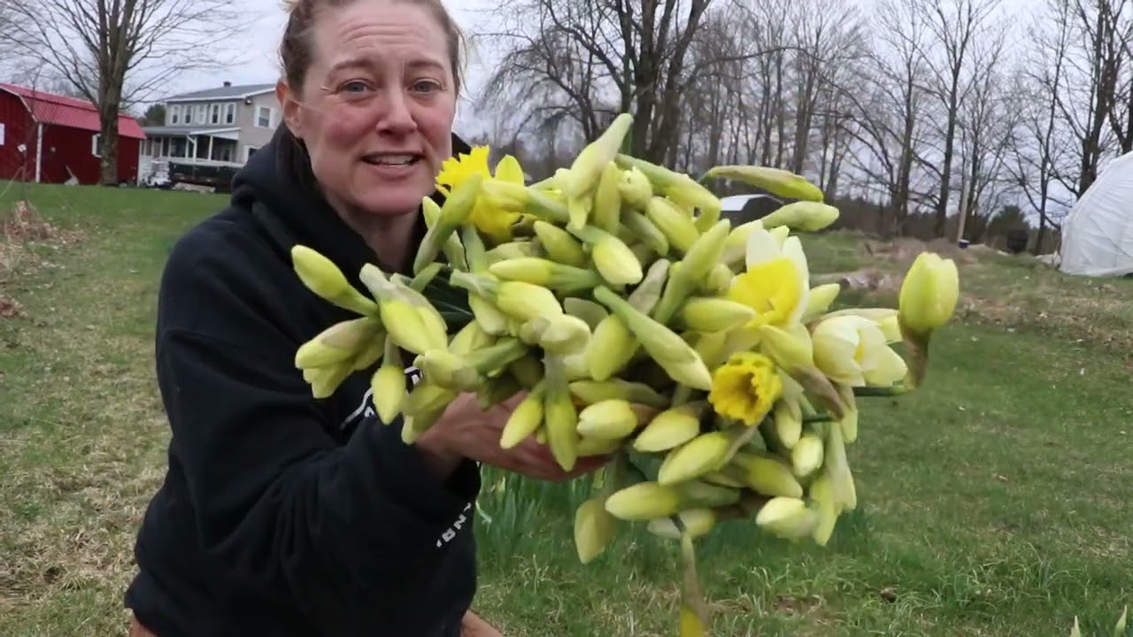 Daffodils! First Harvest of 2024, a Quick Look at the Farm : Flower Hill Farm