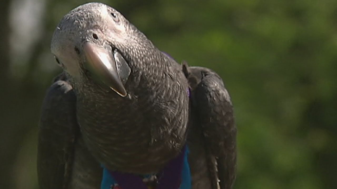 Pet parrot rescues woman from random park attack