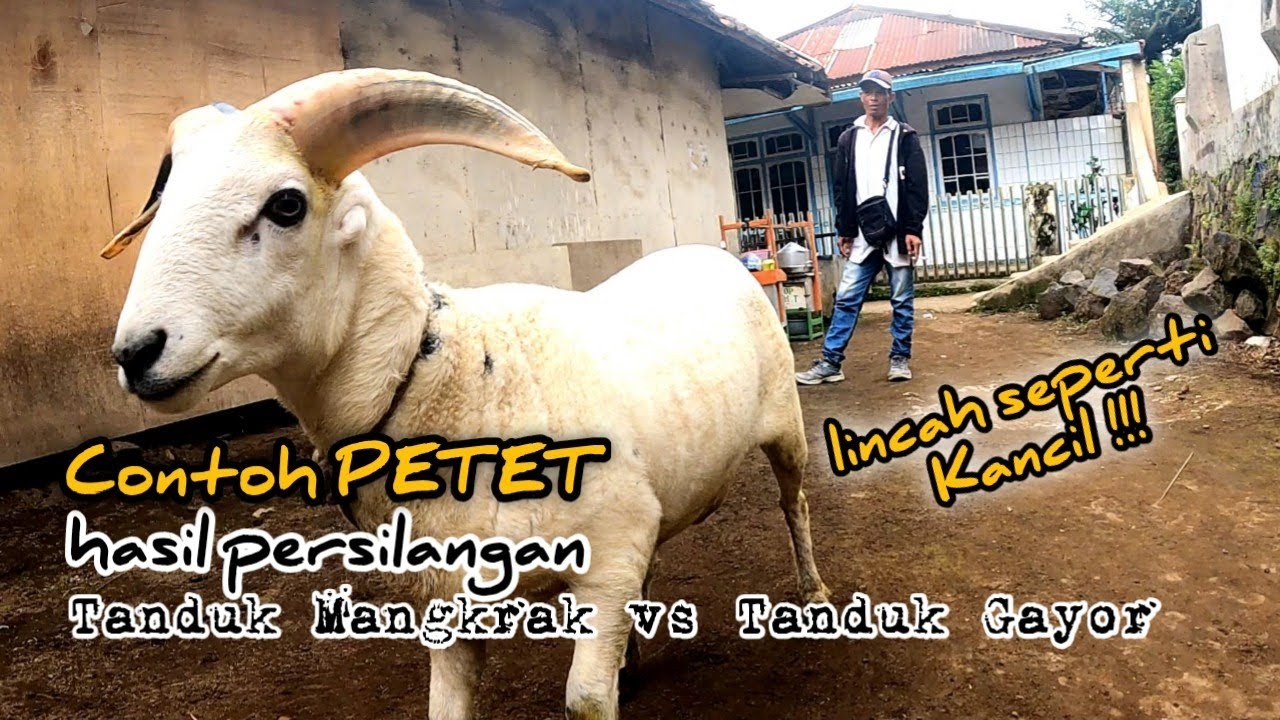 Petet Hasil Persilangan Bibit Turunan Tanduk Mangkrak vs Panglaki Tanduk Gayor lincah seperti Kancil