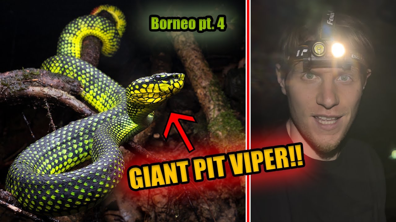 I found my DREAM SNAKE in the mountains of Borneo!!!