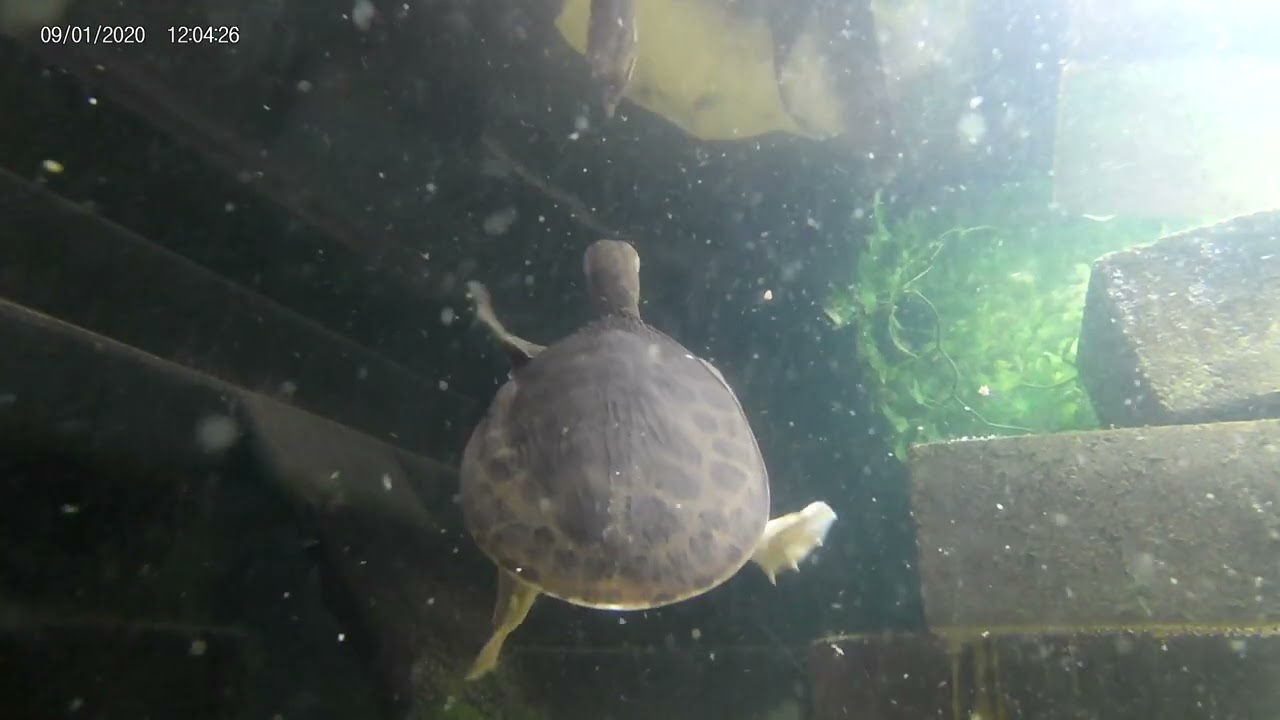 softshell turtle loves eating fish