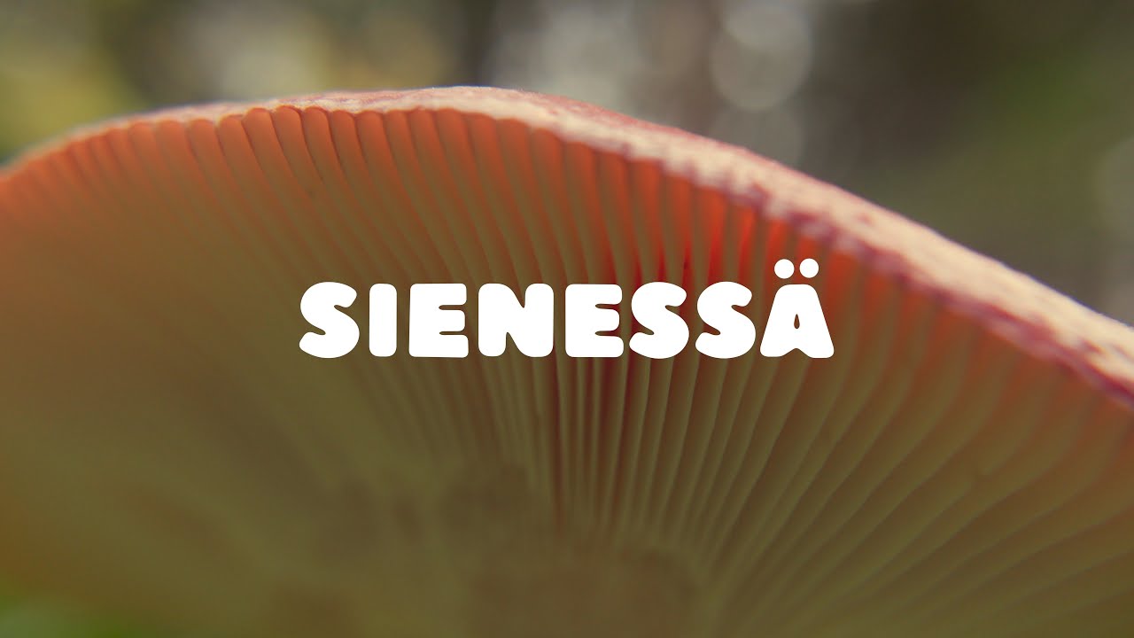 Sieniä etsimässä, syyskuu 2023