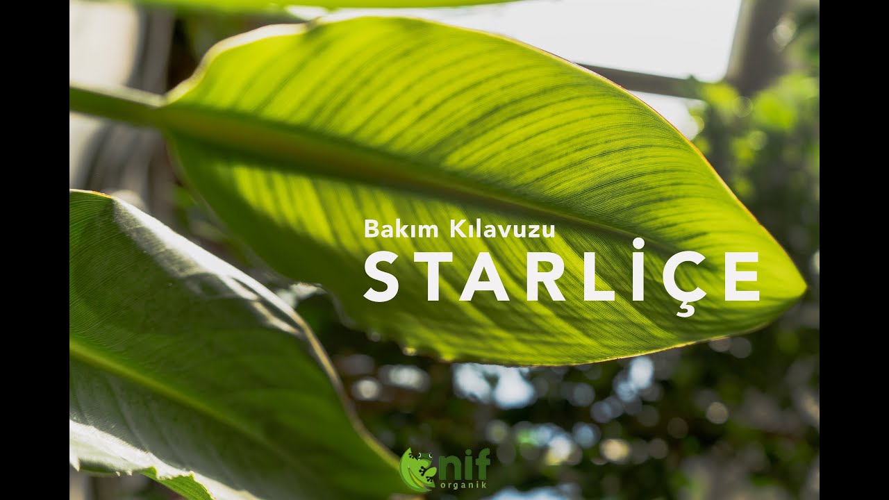 Starliçe (Turna Gagası) Bakımı