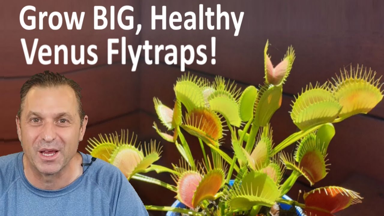 Venus Flytrap Care For BIG Healthy Plants