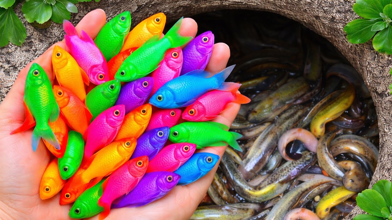 Catching Colorful Aquarium Fish | Hidden Small Pond