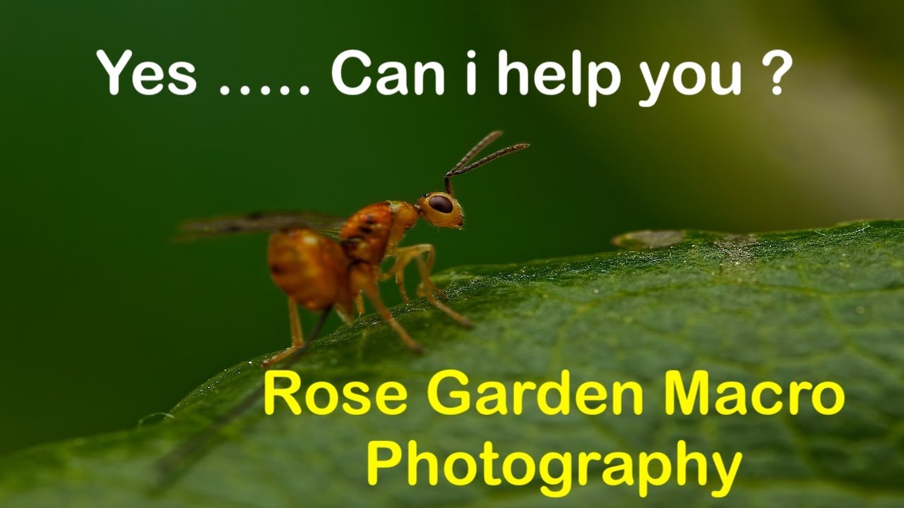Macro Settings and Images photographed in our Rose Garden