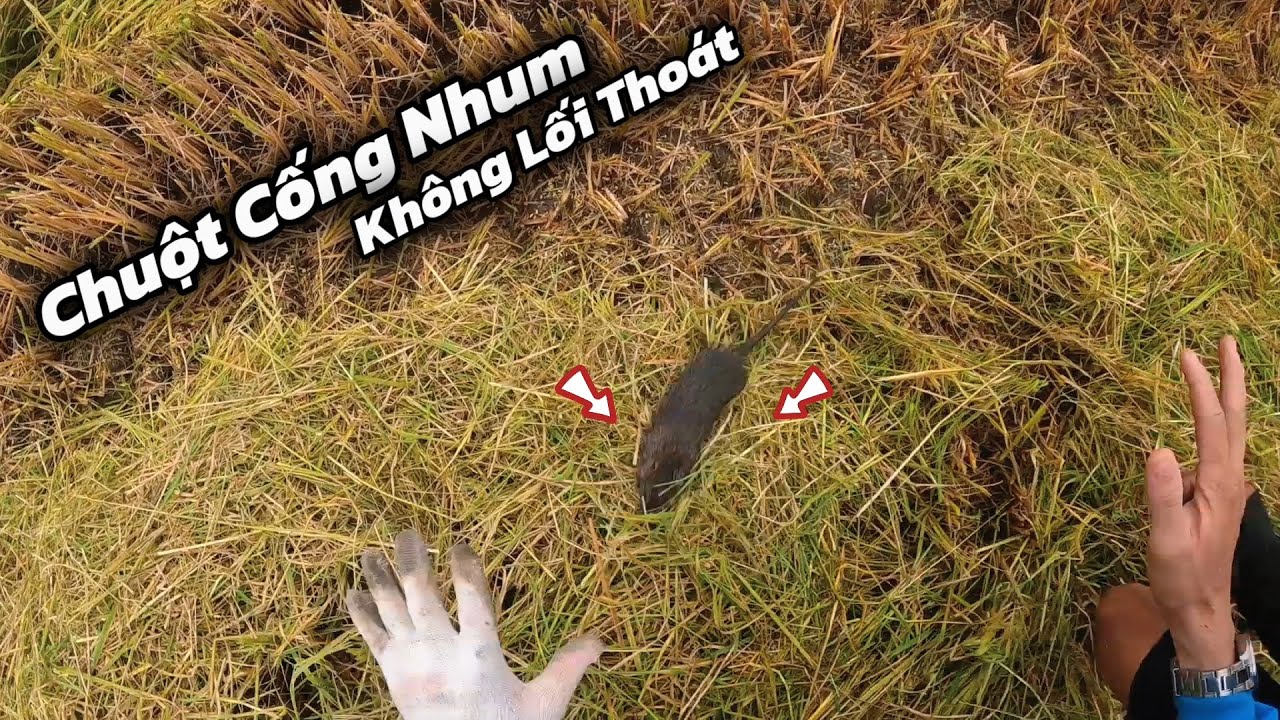 Tuấn Nhỏ || C&ugrave;ng Hơn 30 Ae Chạm Mặt B&agrave;y Chuột Cống Nhum Khủng Tr&ecirc;n 100 Con.... Chụp Mổi Tay