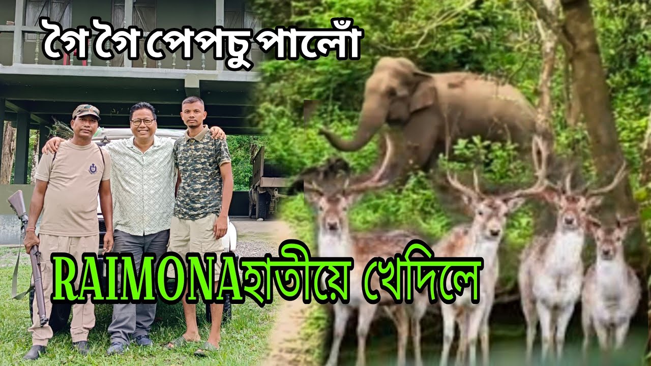 কেনেকৈ এদিনতে Raimona National park aru Pepchu(Bhutan)Wild life sanctuaryভ্ৰমন কৰিৱ ?হাতীয়ে খেদিলে 😳