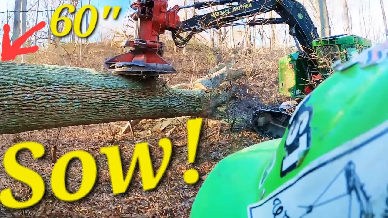 Huge Poplar, Hand cutter