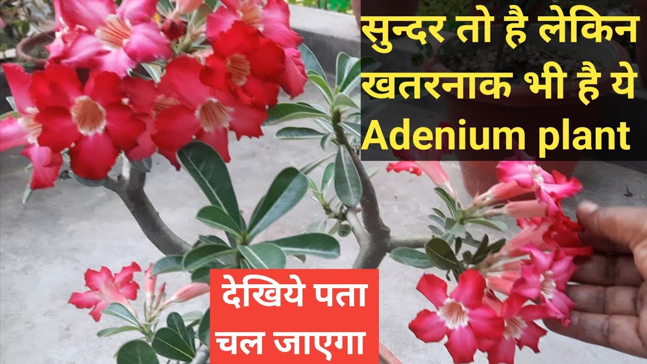 Important information about Adenium plant // Adenium Plant // Adenium Flower// Desert Rose