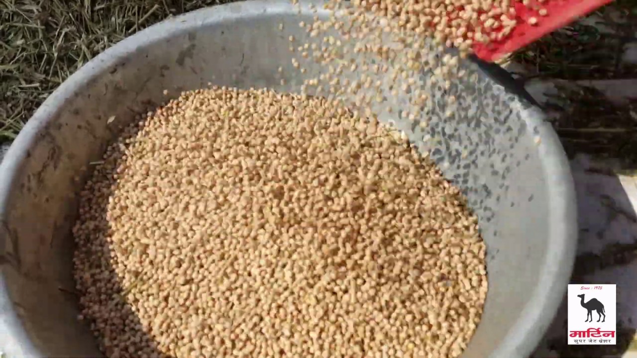 TOOR  (तुअर) SEEDS IN MARTIAEN THRESHER