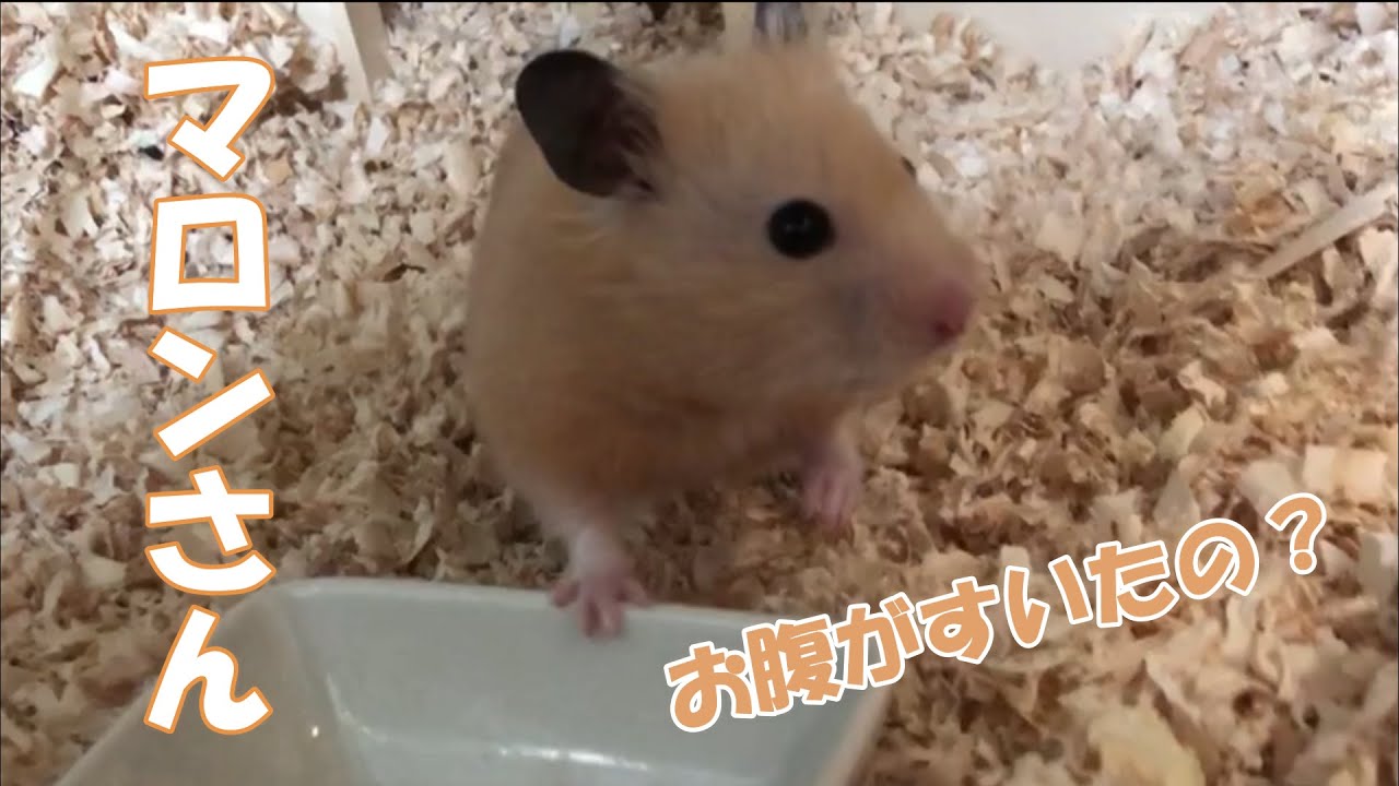『マロンさんいつものモグモグタイム』の回【キンクマハムスターのマロン】