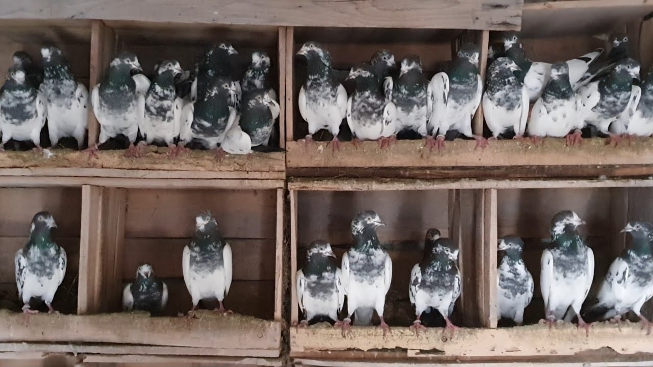 Most Beautiful Pigeons in 2020 | Ch Sakhi Muhammad Bhatti Pigeons