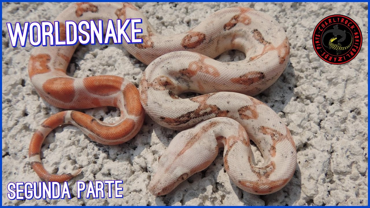 INCREIBLE CRIADERO DE BOAS 🐍 WORLDSNAKE BADILLO (REPTILE ROOM TOUR SEGUNDA PARTE)