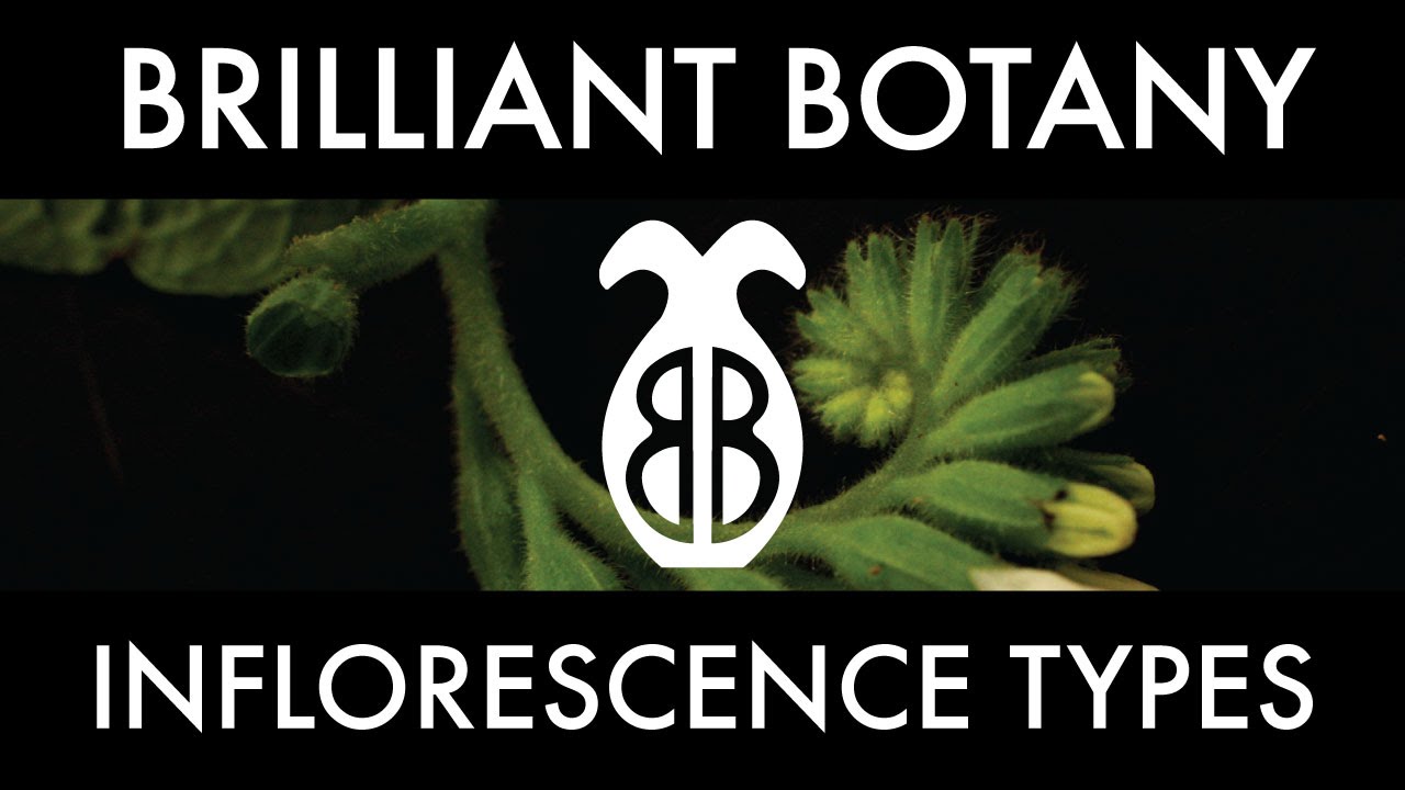 Inflorescence Types