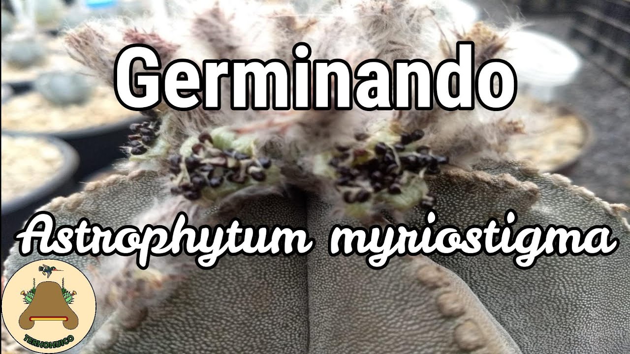 Germinando Astrophytum myriostigma