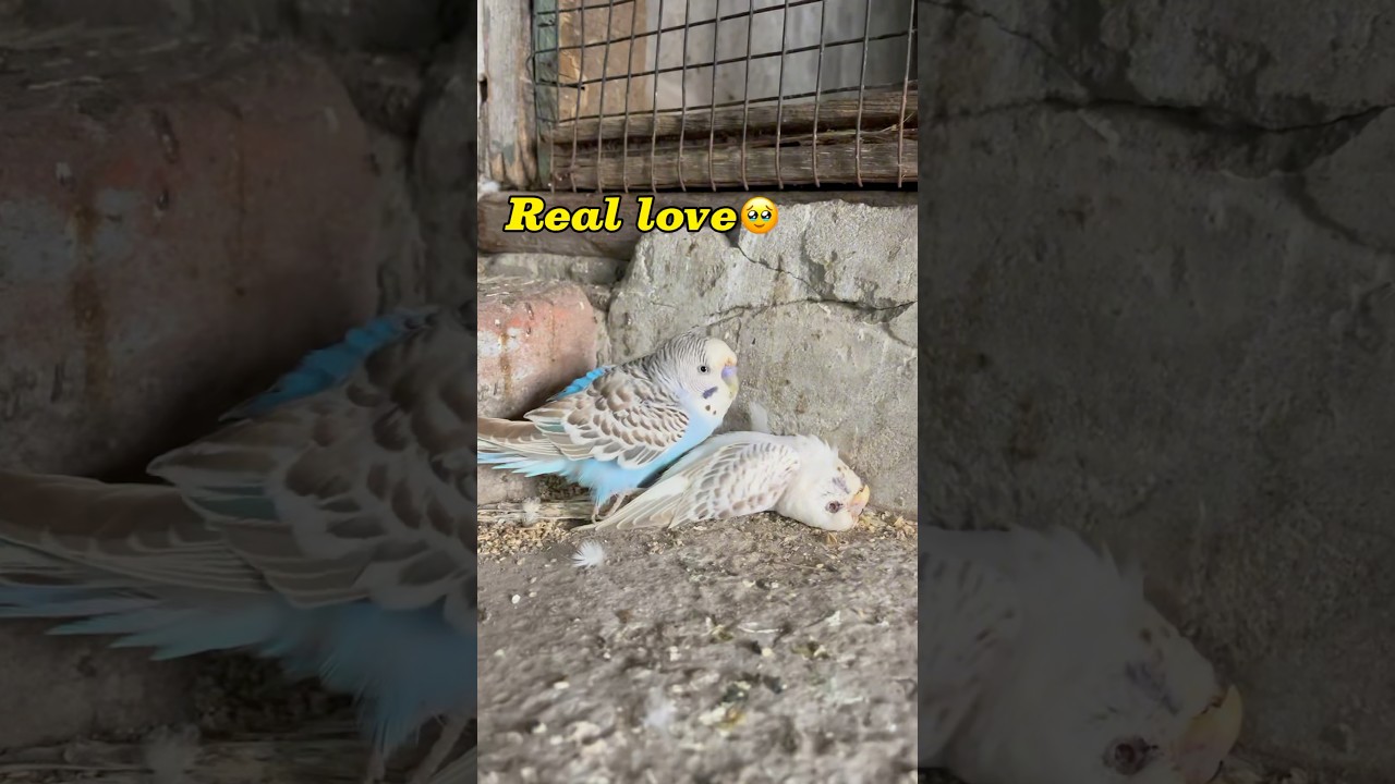 Real love🦜🥺#minivlog #breedingpair #petlover #vlog #lovebirdsfarming #kabutar #pigeon #birds #pets