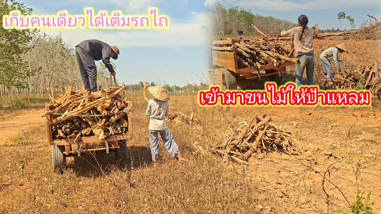 ช่วยกันขนไม้ให้ป้าแหลม พอดีได้เต็มรถไถ 30 มกราคม ค.ศ. 2026