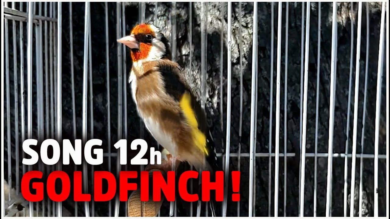 GOLDFINCH 12h Training Song - Amazing Bird